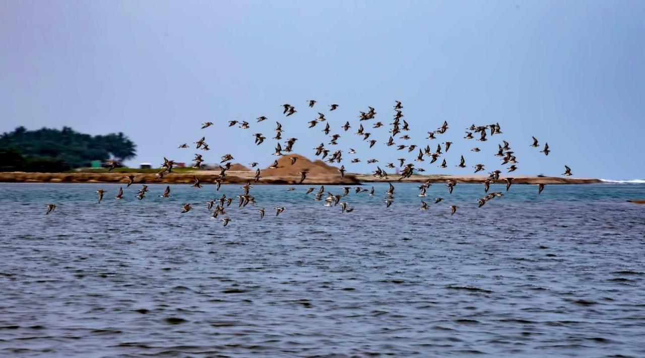 The Alampara Resort - Luxury Boutique Glamping & Water Sports Cheyur Экстерьер фото